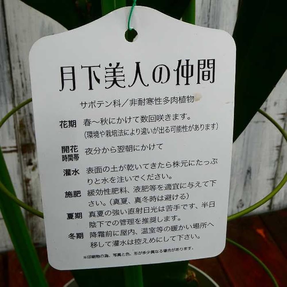 Amazon.co.jp: 十三夜美人 月下美人の仲間 孔雀サボテン 5号大株